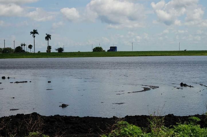 Figure 2. Flooded fallow sugarcane field in the Everglades Agricultural Area in south Florida.