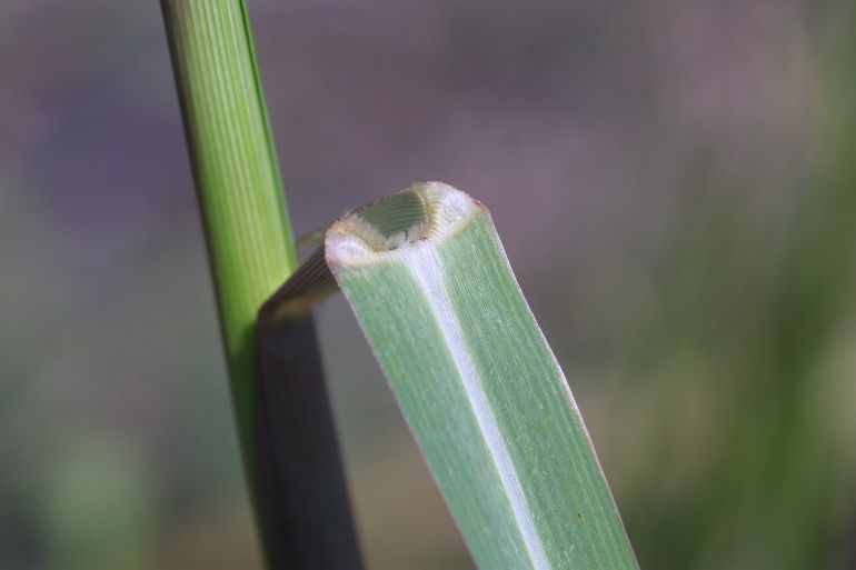 Fall panicum leaf with a prominent white midvein and hairy ligule. 