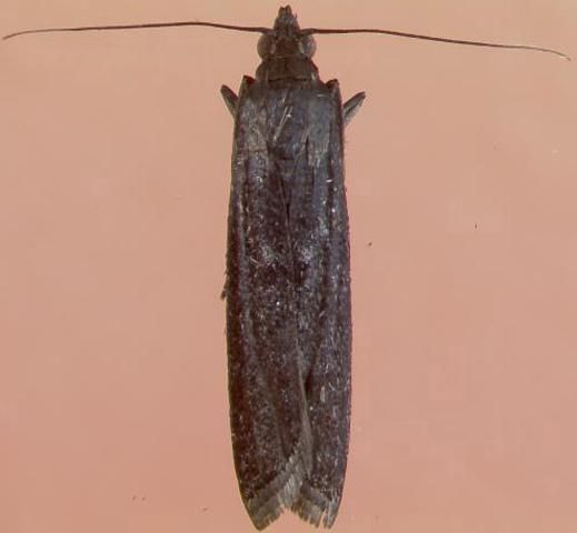 Figure 6. Adult female of the lesser cornstalk borer.