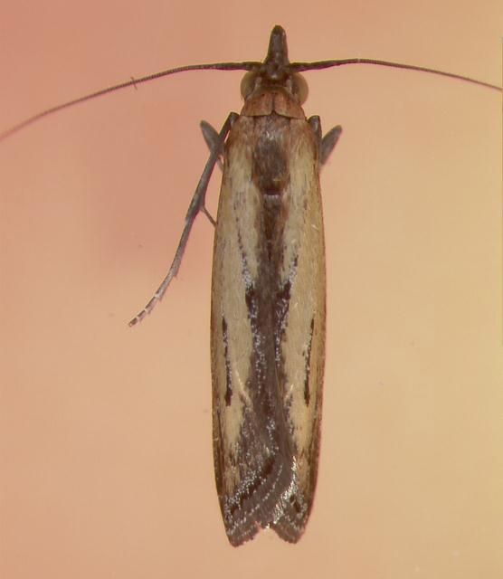 Figure 7. Adult male of the lesser cornstalk borer.