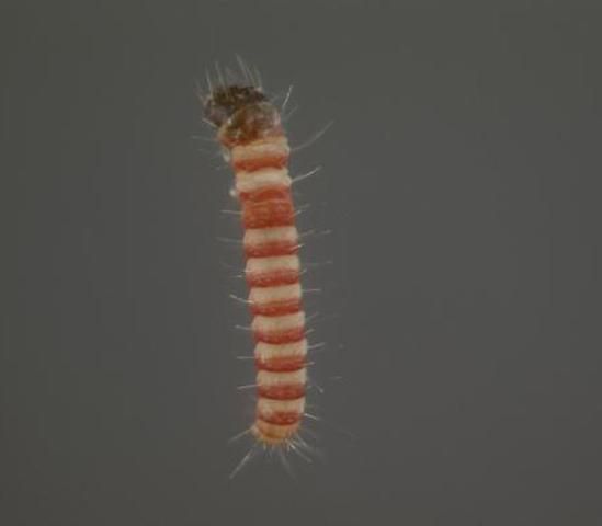 Figure 3. First instar larva of the lesser cornstalk borer.