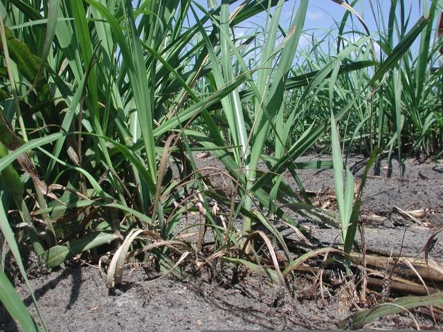 Figure 1. Dead heart (brown shoots) caused by lesser cornstalk borer feeding on young sugarcane shoots following harvest.