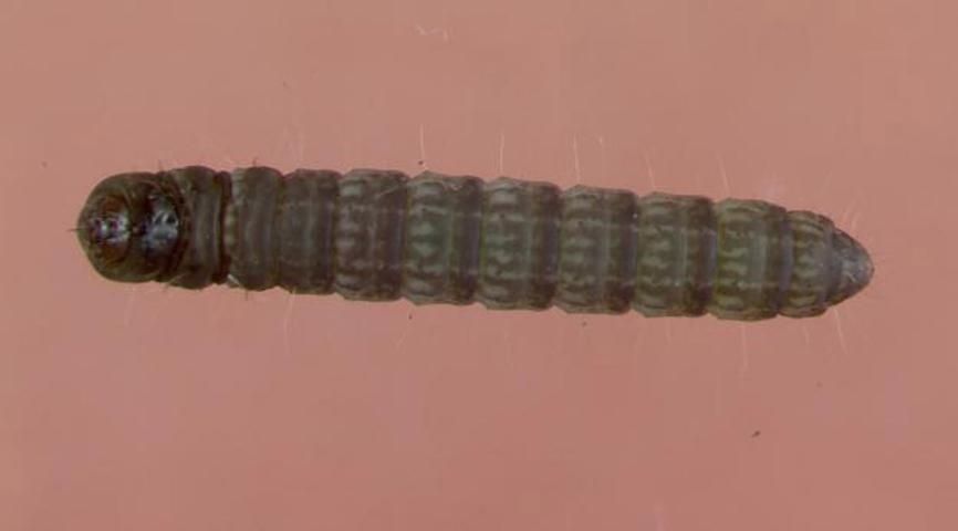 Figure 4. Last instar larva of the lesser cornstalk borer.
