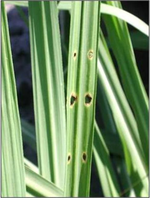 Figure 3. Holes in sugarcane leaves caused by lesser cornstalk borer