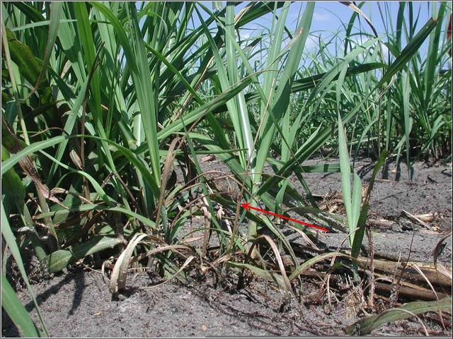 Figure 2. Dead heart (brown shoots, red arrow) in sugarcane caused by lesser cornstalk borer
