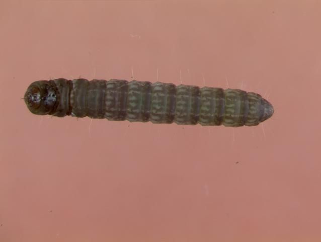 Figure 1. Lesser cornstalk borer larva (sixth instar)