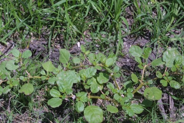 Figure 2. Prostrate and branched horse purslane.