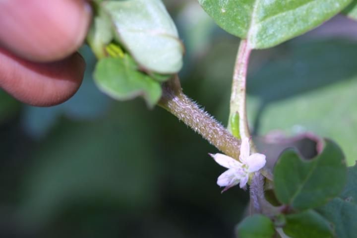 Figure 3. Hairy branch and flower of horse purslane.