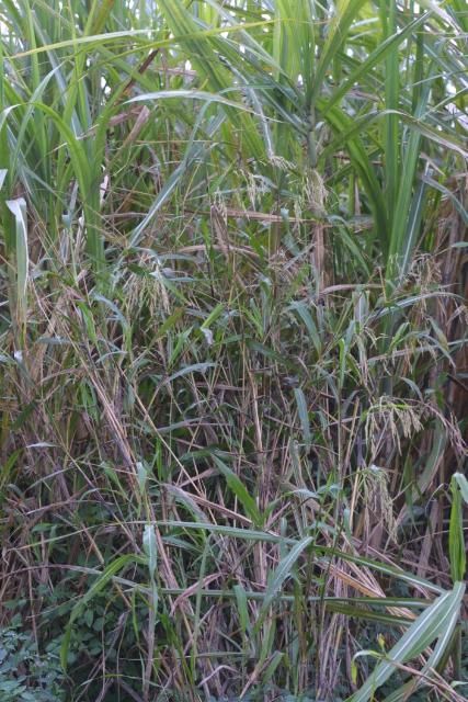Figure 1. Sorghum-almum in sugarcane.