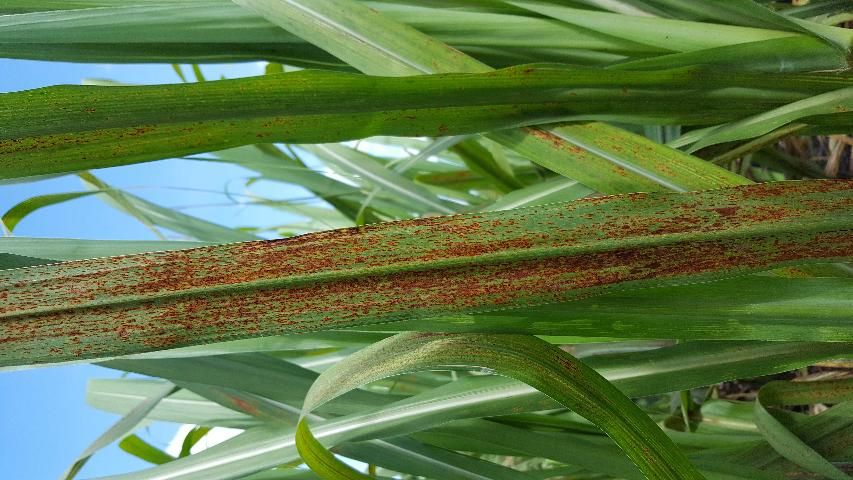 Figure 3. Severe symptoms of sugarcane orange rust: numerous coalescing pustules on the lower side of a sugarcane leaf.