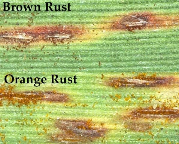 Figure 1. Brown and orange rust pustules (100×). Note the differences in color of spores.