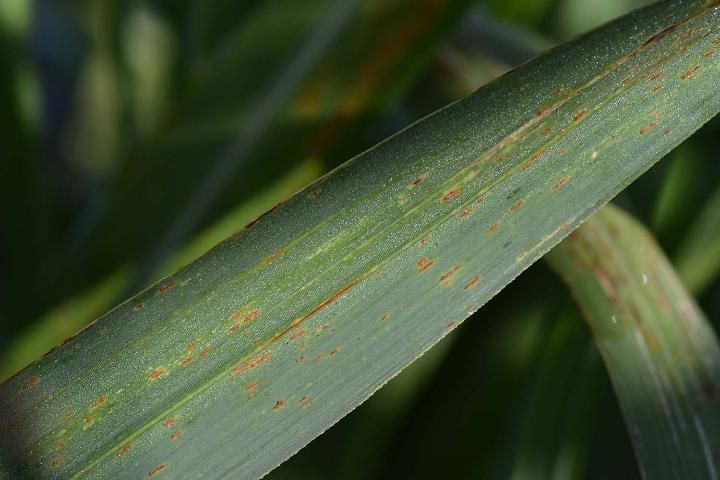 Figure 2. Orange rust pustules on the lower side of a sugarcane leaf.