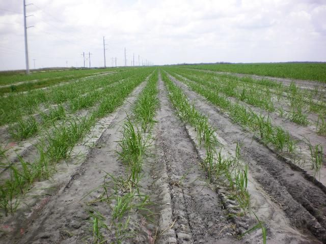 Figure 2. CP 96-1252 at early growth stage in sand soil.