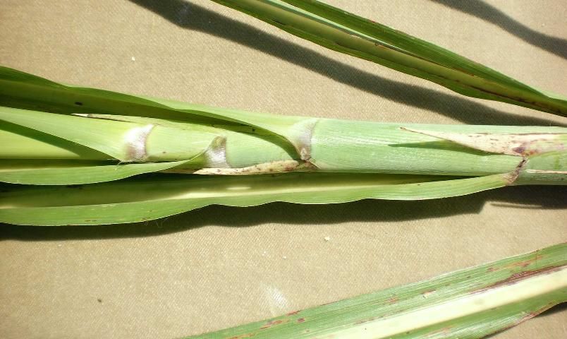 'CPCL 00-4111' top with auricles.