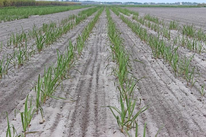 'CPCL 97-2730' at early growth in sandy soil.