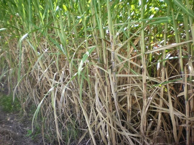 'CPCL 97-2730' stalks at late growth in sandy soil.