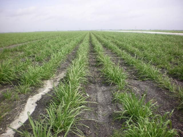 CPCL 02-6848 at early growth stage in muck soil.