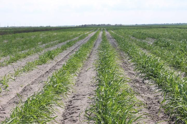 CPCL 02-6848 at early growth stage in sand soil.