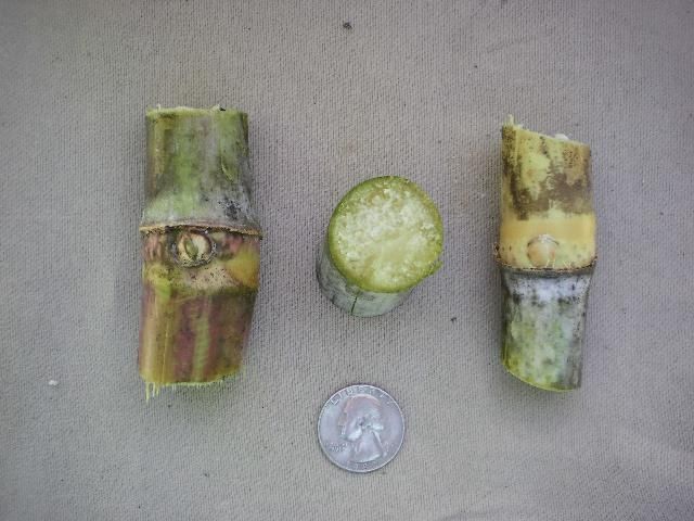 CPCL 02-6848 internode cross-section (diameter compared to a quarter).