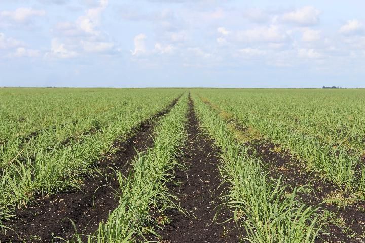 CPCL 05-1201 in early growth in muck soil.