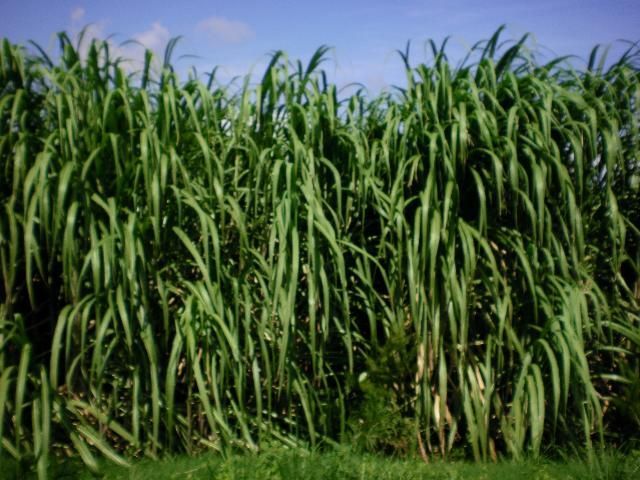 CPCL 05-1201 in late growth in muck soil.