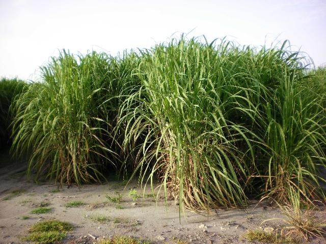 CPCL 02-6848 at late growth stage in sand soil.