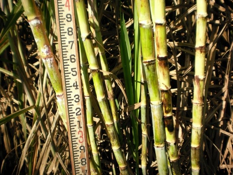 Exposed stalks of CP 03-1912 showing internodes and buds. 