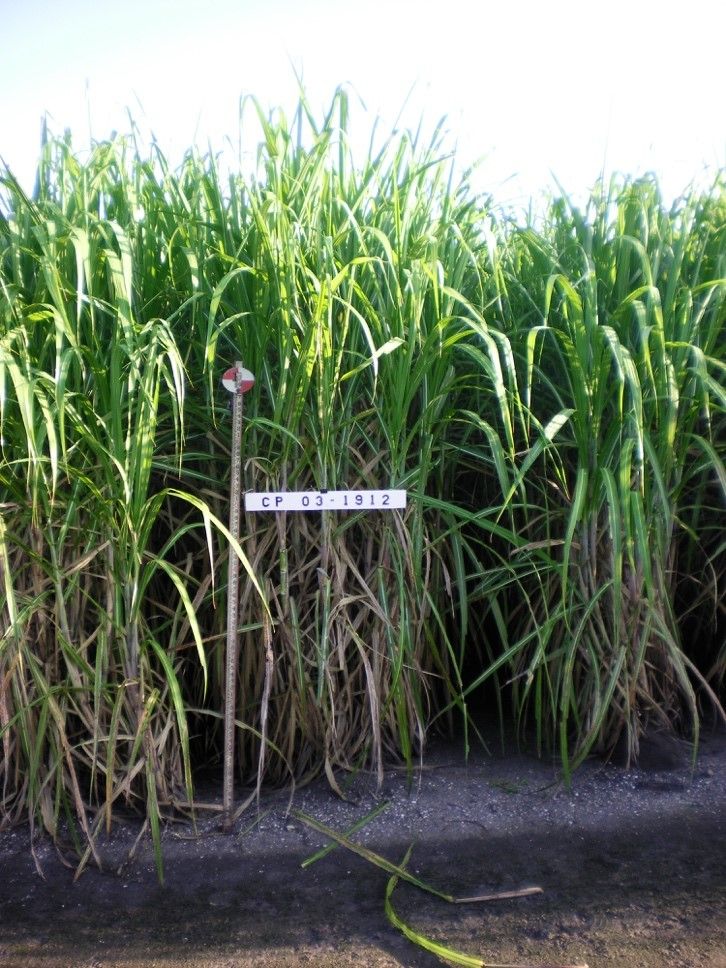 CP 03-1912 mature stalks (>7 feet tall). 