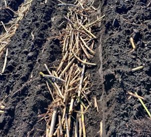 Billets dropped into furrows by a mechanical planter.