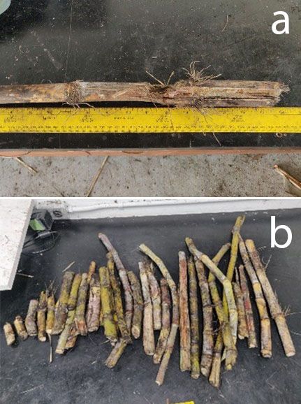 A close-up of a ruler and a bundle of sticks

AI-generated content may be incorrect.