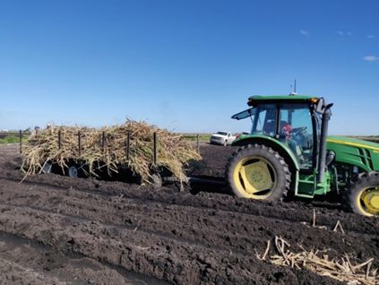Tractor wagon transporting cane stalks to the planting site.