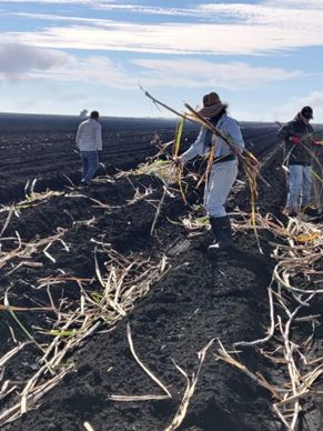 Spreading cane stalks into furrows.
