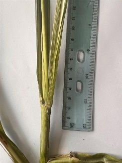 Cane top with auricle.