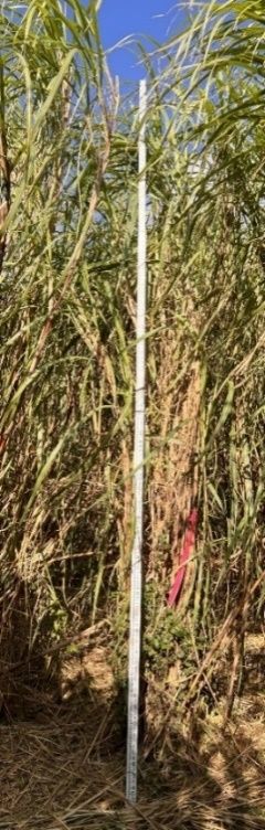UFCP 74-1010 at late growth stage.