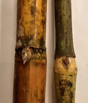 Bud of energycane compared with sugarcane cultivar CP 96-1252 (energycane cultivar on left and sugarcane cultivar on right).