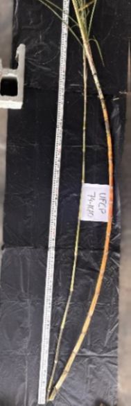 Mature stalks of energycane compared with sugarcane cultivar CP 96-1252 (energycane on left and sugarcane on the right side).