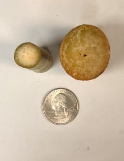 Internode section of energycane compared with sugarcane cultivar CP 96-1252 and quarter coin (energycane cultivar on left and sugarcane cultivar on right).