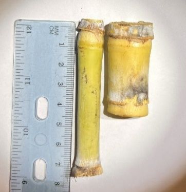 Top internode of energycane compared with sugarcane cultivar CP 96-1252 (energycane cultivar on left and sugarcane cultivar on right).
