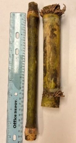 Bottom internode of energycane compared with sugarcane cultivar CP 96-1252 (energycane cultivar on left and sugarcane cultivar on right).