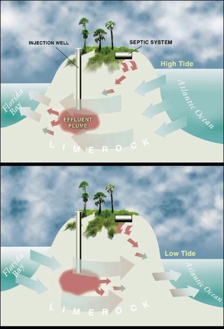 Figure 6. Groundwater movement in the Florida Keys is quite different than most coastal systems. Groundwater and surface waters continuously interact due to the porous nature of the water table aquifer. When tides are high in the Atlantic (top), Atlantic surface water is pushed into the subsurface and groundwater flows toward Florida Bay. When tides are low (bottom), groundwater flows toward the ocean. This continual sloshing of groundwater controls the overall path of injected wastewater and septic effluent in the subsurface, thus increasing the possibility of surface water contamination.