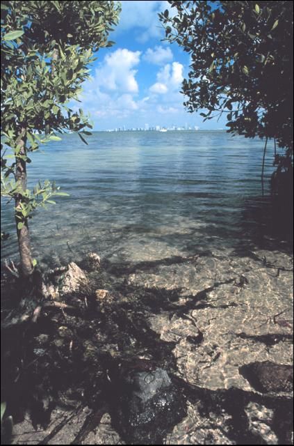 Figure 1. City of Miami as seen from across Biscayne Bay.