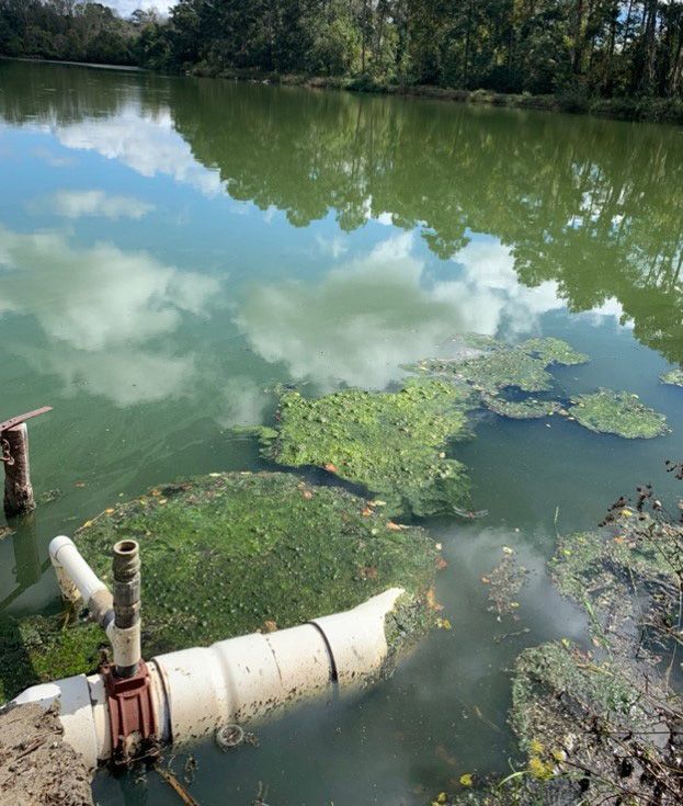 A cyanobacteria bloom in a lake in Havana, FL.
