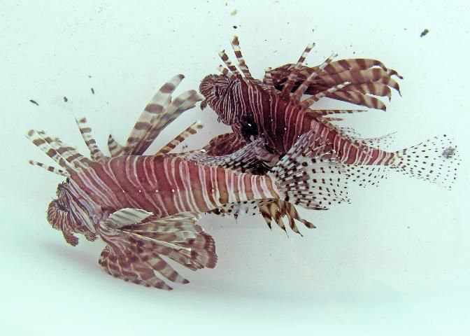 Figure 1. The red lionfish (Pterois volitans) is spectacular looking but has rapidly invaded marine waters in the Caribbean, off the southeastern United States, and in the Gulf of Mexico. These specimens were collected near Fort Pierce, Florida.