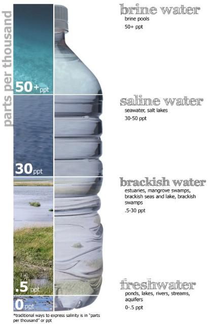 Figure 1. Salinity, typically measured in units of parts per thousand (ppt), is the amount of salt that is present in water. In freshwater lakes, springs, and ponds it usually is near zero. In the ocean it averages about 35 ppt, and in estuaries it ranges from less than 1 to over 30 ppt. Organisms that live in water are sensitive to salinity and tend to occur only within a certain range.