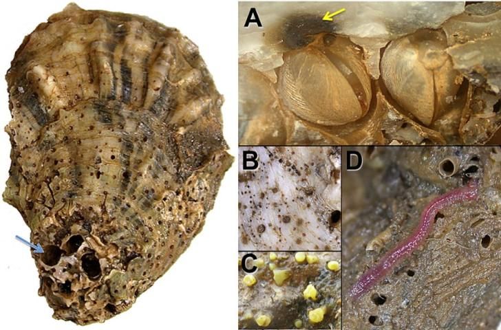 Figure 4. This image shows the condition of oysters two years into a severe drought, low river inflow, and high salinity. The images show how oysters have been parasitized. Panel A shows a parasitic clam that bores a hole into the oyster shell to feed (at the place of the yellow arrow). Panel B shows smaller holes made by boring sponges, and Panel C shows the live sponges on a shell. Panel D shows a boring worm and some of the holes it makes when feeding. The larger image on the left shows large holes left in an oyster shell by boring clams (the blue arrow).