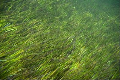 Figure 2. Photographs of healthy beds of seagrass.