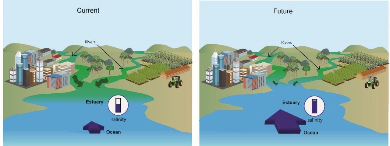 Figure 6. Conceptual illustration showing current conditions of river inflow and ocean water incursion to an estuary (left) compared to a future situation with reduced river flow and increased ocean water incursion due to higher sea levels (right). The estuary of the future is saltier, except at times of extreme rainfall and high river inflow. Rainfall is predicted to be heavier in the future because with a warmer atmosphere that can hold more moisture, storms will be more intense.