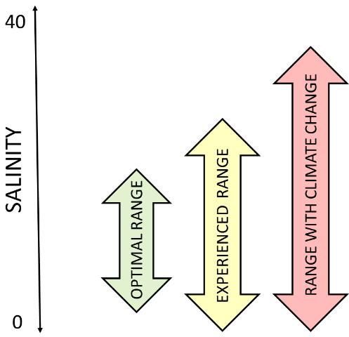 Conceptual illustration of salinity ranges experienced by plants and animals in estuaries. This figure compares the optimal range for growth, the range they actually experience, which includes some periods of drought and flood, and the range they might experience with climate change when there is higher sea level and prolonged droughts.