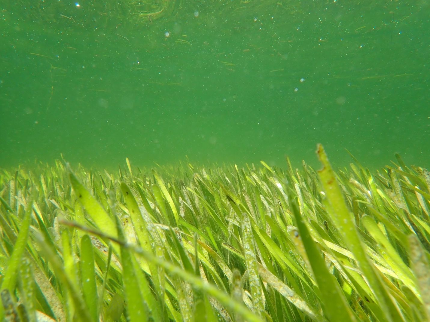 Photograph of healthy beds of seagrass.