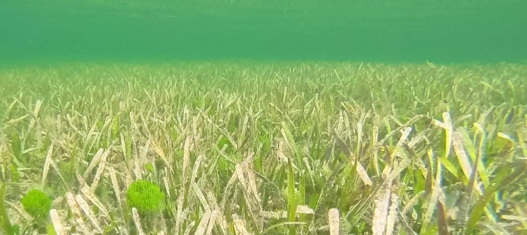 Figure 4. This figure demonstrates what seagrass looks like when it is in a healthy state.